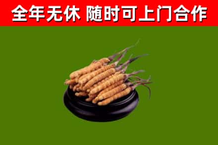 灵丘回收散虫草