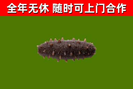 灵丘回收海参干
